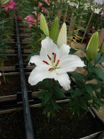 [4539 VH15 No01.JPG]